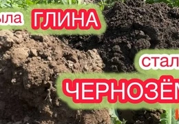 Органическое оздоровление почвы: эффективные методы борьбы с сорняками и повышения плодородия для богатого урожая