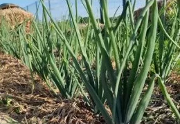 Органическое удобрение для огорода своими руками: пошаговый мастер-класс по созданию эффективного компоста