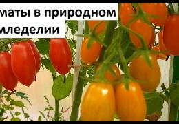 Органическое выращивание томатов в теплице: секреты подготовки почвы и защиты урожая от болезней
