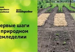 Органическое земледелие для начинающих: секреты выращивания экологически чистых овощей на небольшом участке