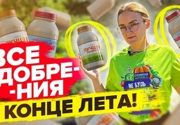 Подготовка грядок после сбора урожая: секреты внесения органических и минеральных удобрений для богатого урожая озимого чеснока