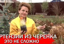 Размножение метельчатых гортензий черенками: пошаговая инструкция для начинающих садоводов 2025