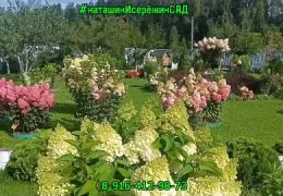 Редкие сорта гортензий: каталог с фото и описанием для садоводов-любителей