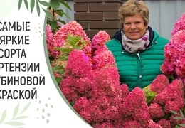 Редкие сорта гортензии метельчатой: полное описание и особенности выращивания для садоводов