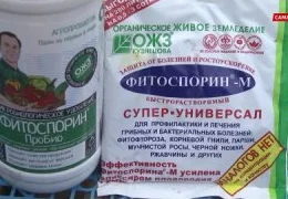 Секреты выращивания крупного чеснока: пошаговая инструкция для начинающих садоводов + календарь посадок 2025