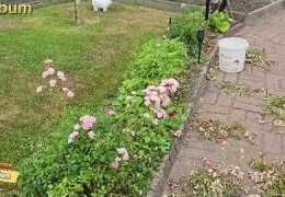 Секреты выращивания крупного чеснока: пошаговое руководство для начинающих садоводов