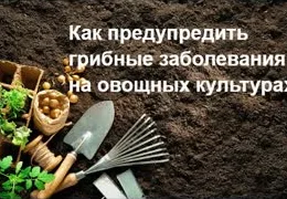 Шейковая гниль лука: причины появления и эффективные методы профилактики | Защита урожая