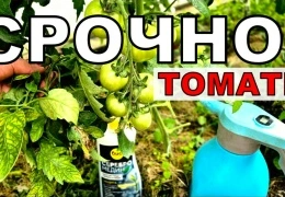 Томаты без болезней: секреты защиты от фитофтороза и мучнистой росы с Серебромедином