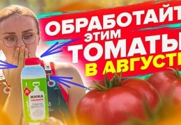 Томаты в августе: секреты обрезки, защиты от болезней и подкормки для максимального урожая