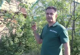 Томаты в открытом грунте: секреты выращивания и защита от болезней Фитоспорином | Полное руководство для садоводов