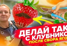 Уход за клубникой после сбора урожая: секреты опытных садоводов для богатого урожая следующего года