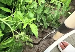 Ускорение созревания томатов в теплице и открытом грунте: эффективные методы и препараты 2025 года