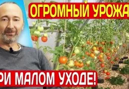Выращивание овощей в высоких грядках с мульчей из щепы: пошаговое руководство для начинающих садоводов