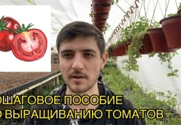 Выращивание томатов на подоконнике: пошаговая инструкция для начинающих + секреты богатого урожая